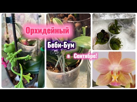Видео: Осенний урожай деток орхидей! Как ухаживать за детками на орхидеи? #plants #orchid #phalaenopsis 
