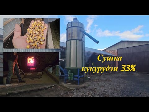 Видео: Сушка кукурудзи 33% волога.
