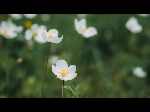 Видео: АФФИРМАЦИИ ДЛЯ ИСЦЕЛЕНИЯ И ВОССТАНОВЛЕНИЯ ЖИЗНЕННЫХ СИЛ