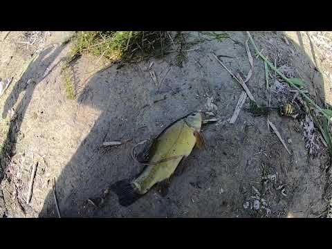 Видео: Рыбалка на Южном водохранилище (лынь и карась)