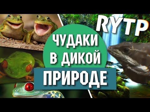 Видео: [RYTP] Чудаки в дикой природе