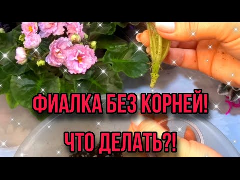 Видео: ФИАЛКА БЕЗ КОРНЕЙ!ЧТО ДЕЛАТЬ!?/КОМНАТНЫЕ РАСТЕНИЯ.