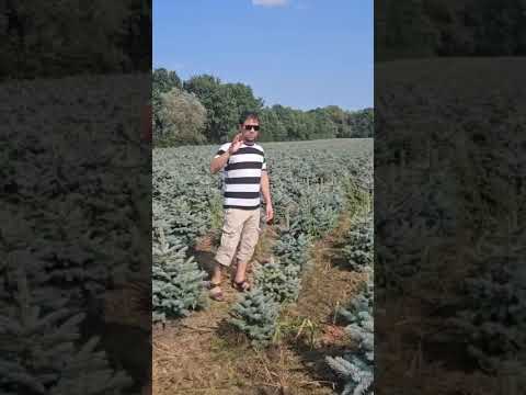 Видео: Голубоел Арча. Декоративлар.