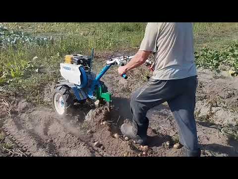 Видео: Уборка Картофеля, Год 2024