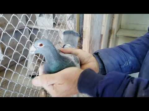 Видео: Как составить супер пары