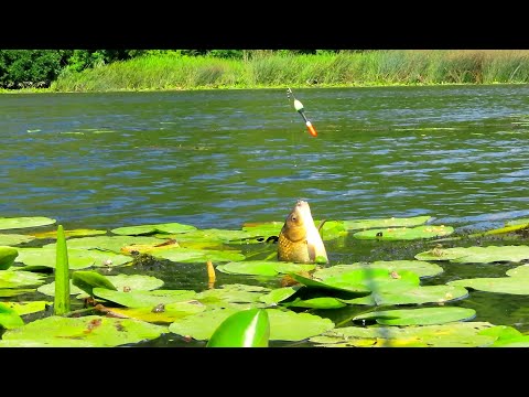 Видео: 🇺🇦БАГАТО КАРАСЯ на ЧЕСНОЧНІ ЗЕРНОВІ