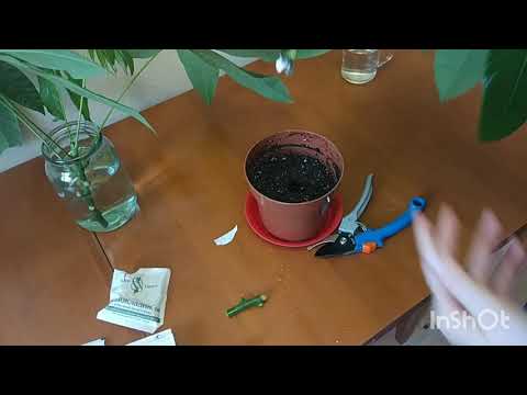 Видео: Пахира , обрезка , эксперимент по размножению