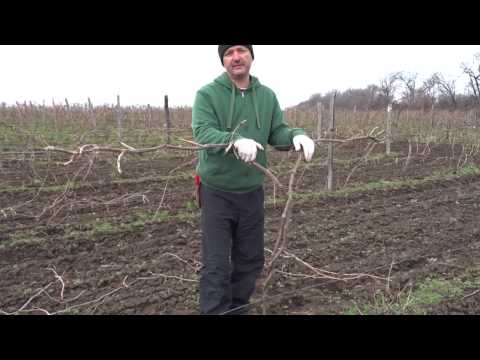 Видео: Обрезка винограда, спиральный кордон, часть 3. Плач винограда. Хисамутдинов, Красохина