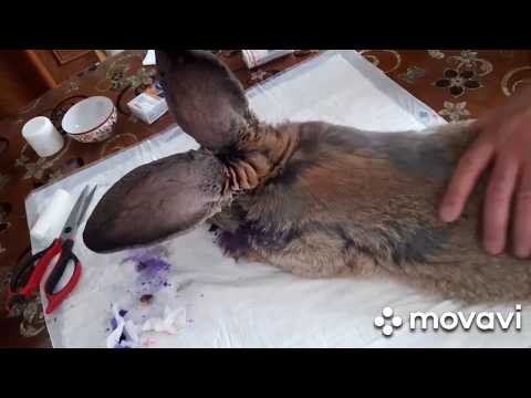 Видео: 16+ / АБСЦЕСС У КРОЛИКА/ ВСКРЫВАЕМ ГНОЙНИК/ЛЕЧЕНИЕ/ слабонервным не смотреть /