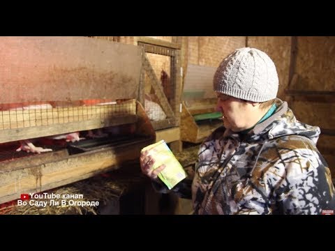 Видео: ВАША ПТИЦА БУДЕТ ЗДОРОВОЙ, ЕСЛИ ВЫ ДОБАВИТЕ ЭТО В РАЦИОН КОРМЛЕНИЯ!