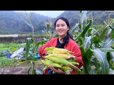 Видео: Кукуруза свежесобранная и приготовленная с молочными кукурузными блинами и кукурузным соком.