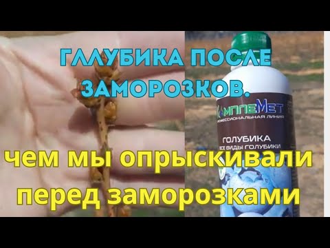 Видео: Как перенесла морозы наша голубика.Чем мы её опрыскивали!