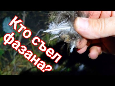 Видео: Ловим фазанов петлями. Как поймать фазана