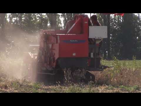 Видео: ЯПОНСКИИ Комбайн KUBOTA DC-1SU. Уборка фасоль