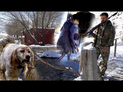 Видео: Ночь в горной хижине: Приключение с охотничьими собаками на природе