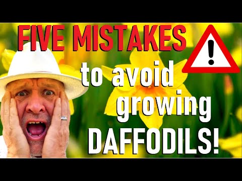 Видео: Пять ошибок при выращивании нарциссов — луковиц нарциссов