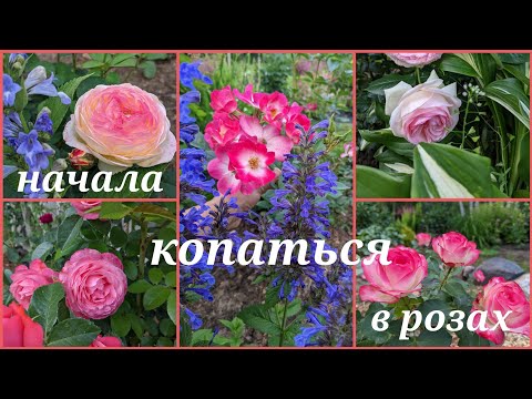 Видео: УЖЕ КОПАЮСЬ В СОРТАХ РОЗ! Без году неделя розовод, а уже носом вожу.😁