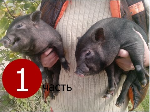 Видео: Вьетнамские свиньи. История одного семейства.