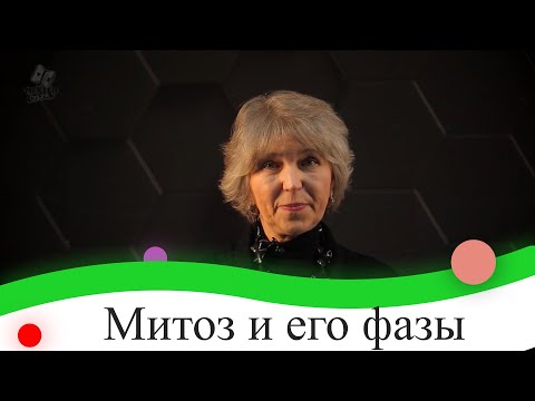 Видео: Митоз и его фазы. 9 класс.