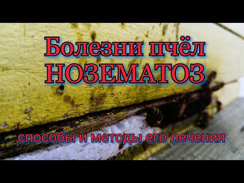 Видео: Болезни пчёл. Нозематоз. Способы и методы его лечения.Nosema apis. Bee diseases.Nosematosis.