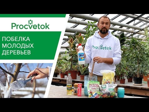 Видео: Правильный РЕЦЕПТ ПОБЕЛКИ молодых деревьев осенью!