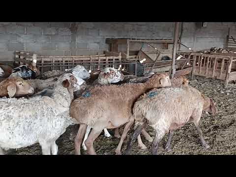 Видео: Жакшы койлор сатылат тел 0507074440