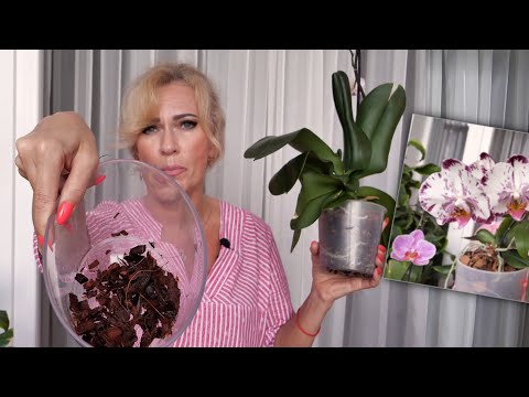 Видео: " Корни с ПАЛЕЦ и растут В ГРУНТ" будем пробовать/Орхидея  От сестры/Им расти некогда, ДАЙ ПОЦВЕСТИ.