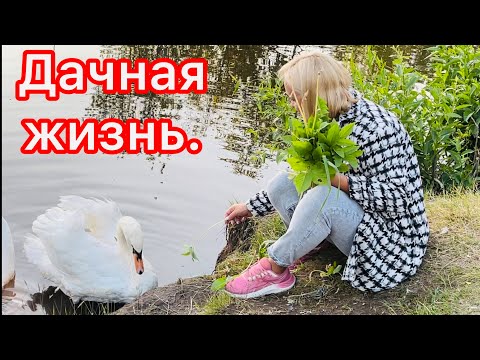 Видео: Жизнь на даче. Откуда взялись лебеди? Последние новости.