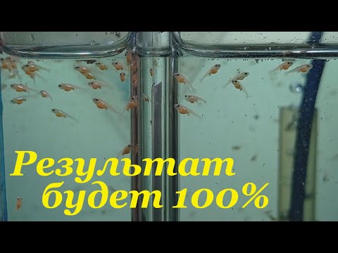 Видео: Как разводить тернеций глофиш 100% результат Мой опыт