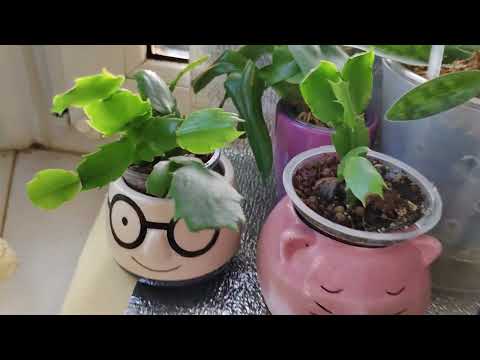 Видео: Обзор растений на кухне. Часть 2.