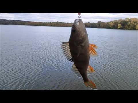Видео: Рыбалка на Шиловском озере с спиннингом, мкр Шилово, г. Воронеж, 26.09.2025 году