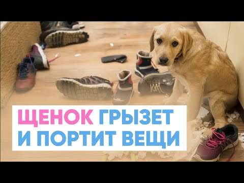 Видео: Щенок ГРЫЗЕТ мебель 🐶🪑 ЧТО ДЕЛАТЬ? Как отучить собаку портить вещи❓