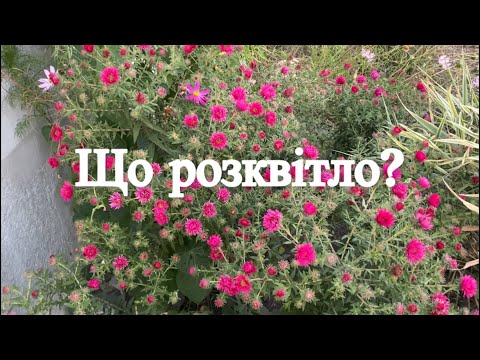 Видео: Які квіти розквітли, поки я хворіла?