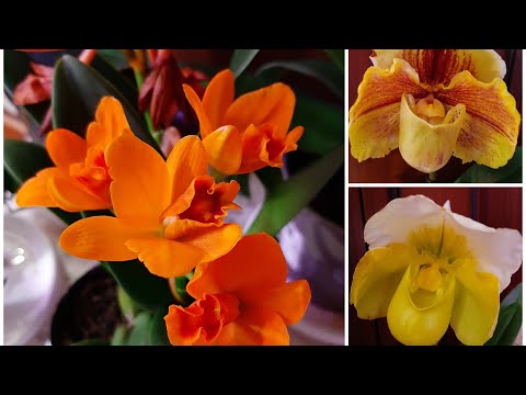 Видео: Обзор | Новые Орхидеи и не только (см. инфобокс) | Paphiopedilum, Cattleya, Hoya, Dendrobium