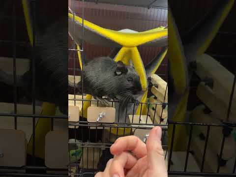 Видео: Дегу кусаки): #животные #дегу