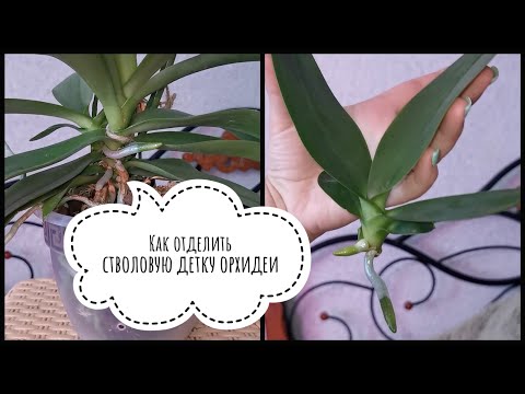 Видео: Как отделить стволовую детку орхидеи фаленопсис? Рассказываю и показываю в этом видео 😉