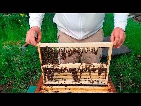 Видео: 19. Нікот. Прививочна рамка в сімю виховательку.  | Никот. Прививочная рамка в семью воспитательницу