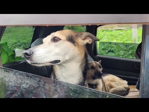 Видео: Августовские выходные в Тигровом