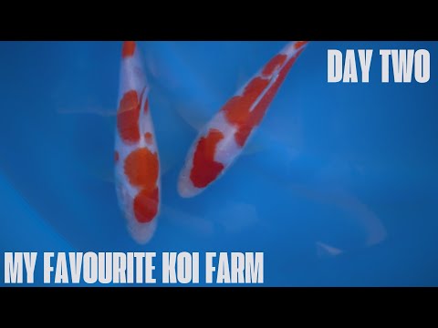 Видео: ДЕНЬ 2: Мой любимый японский заводчик кои