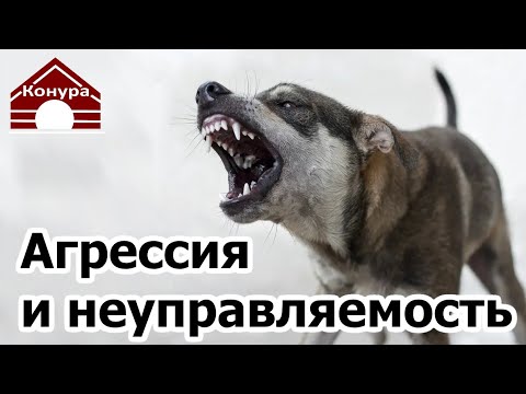 Видео: 221. Чудо-способы коррекции агрессии у собак. Существуют ли они и что делать?
