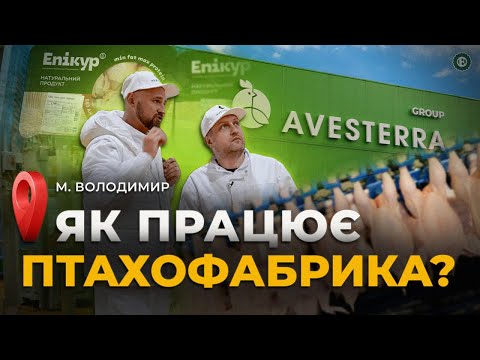 Видео: Інвестували 60 000 000 євро в курей – як працює Avesterra Group? / Епікур, Чебатурочка, Delika