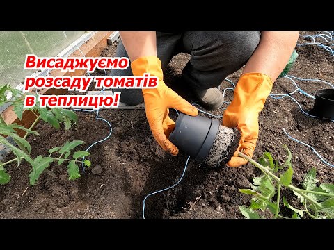 Видео: Висаджуємо томати в теплицю- всі тонкощі та нюанси.