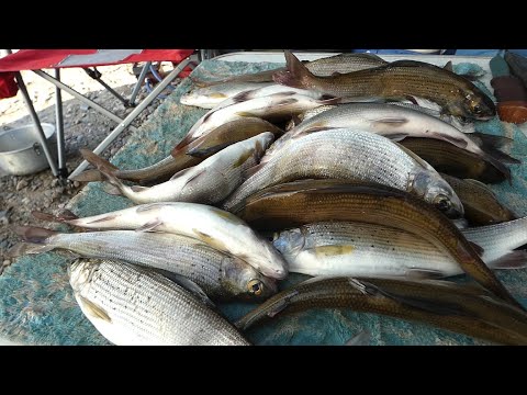 Видео: Хариус на покатной поплавок| Томь| Сентябрь