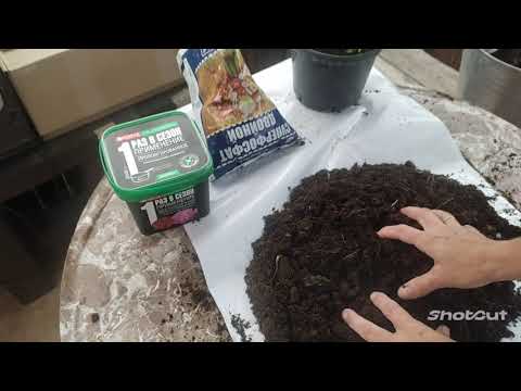 Видео: Розы радуют и в сентябре! Посылка с розами от Марии Харченко!🥰