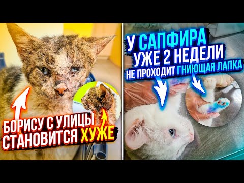 Видео: Дори стала есть😱. У Бориса пошли осложнения, ему становится хуже с каждым днем🤕 не для слабонервных.