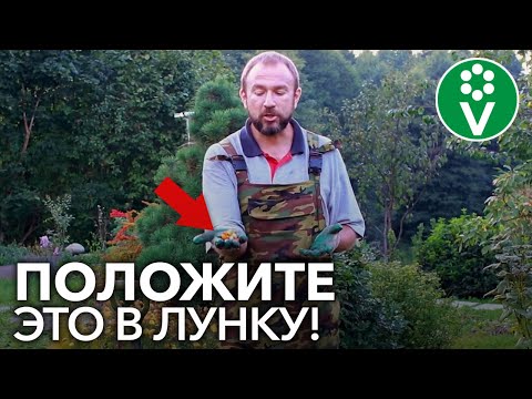 Видео: СУПЕР-СПОСОБ ПОСАДКИ КЛУБНИКИ ОСЕНЬЮ. Собирайте урожай ВЕДРАМИ!