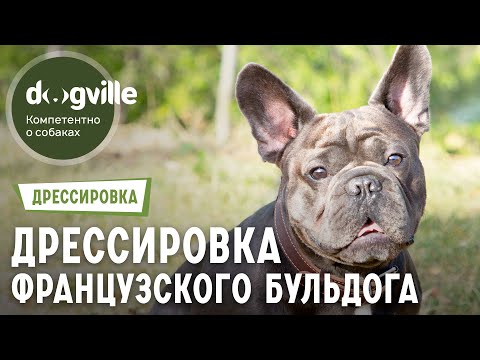 Видео: Французский бульдог - Вопросы кинологу о дрессировке