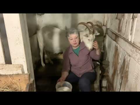 Видео: Запуск коз.Проблема у Снежанки//