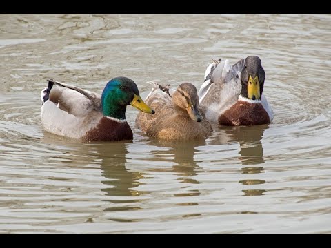 Видео: Охота на Утку с подхода 7 2023г.