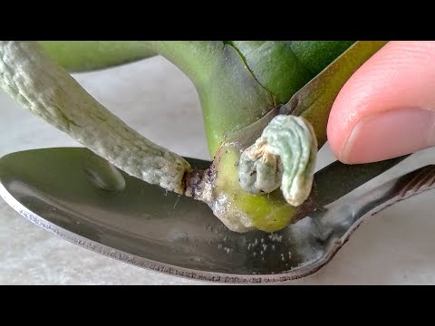 Видео: СДЕЛАЙТЕ ЭТО орхидеи! ВСЕГО одна ЛОЖКА ПОМОЖЕТ корням! орхидеи ОБЛОЖИ ватой, чтобы ОБРОСЛИ корнями!